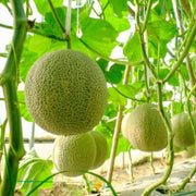 Sweet Seeds, Cucumis melo Fruit Seeds
