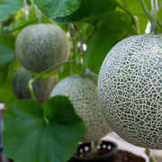 Sweet Seeds, Cucumis melo Fruit Seeds
