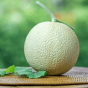 Pink Cantaloupe Seeds