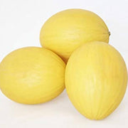 Yellow Cantaloupe Seeds