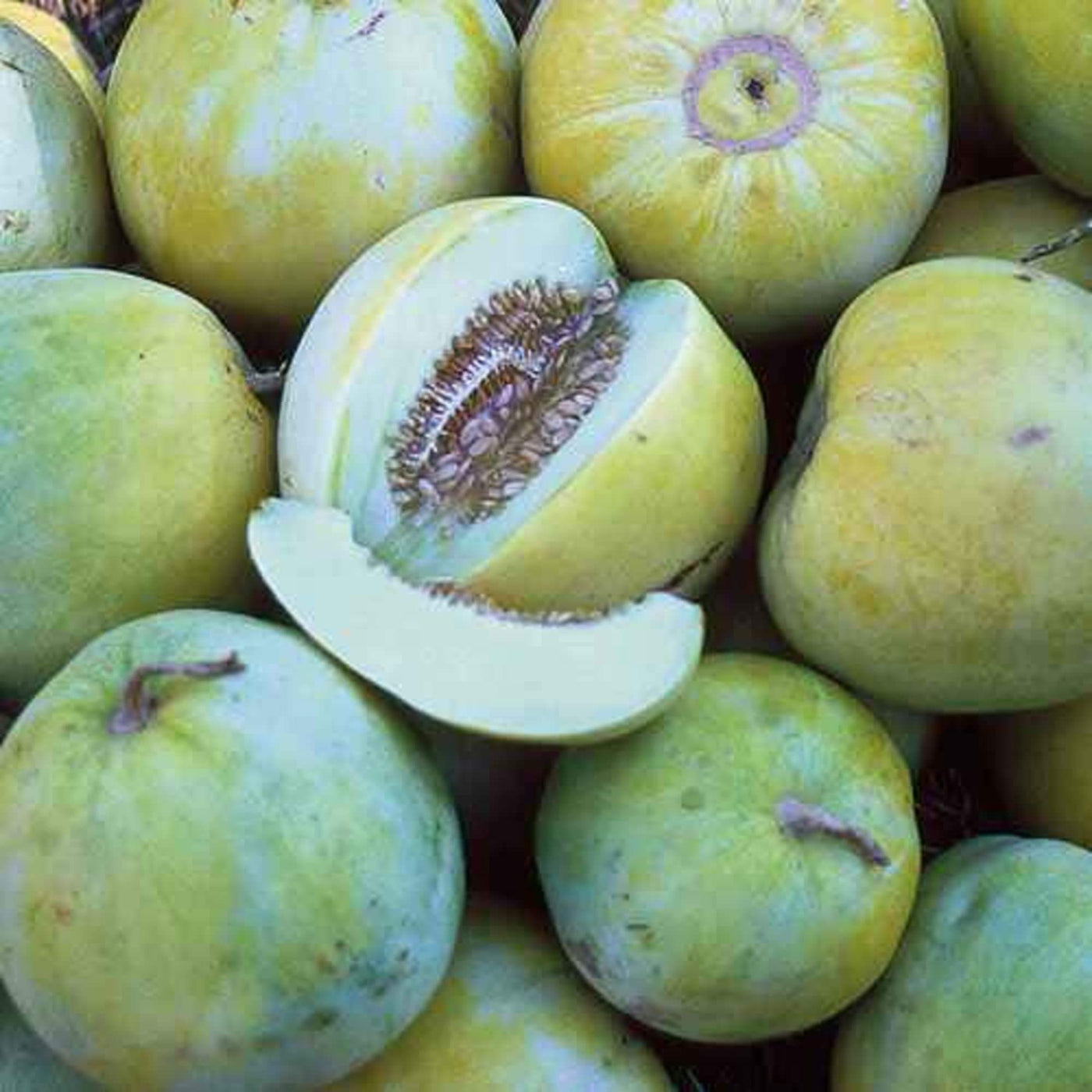 Blue Cantaloupe Seeds