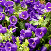 Mixed Colors Canterbury Bells Seeds