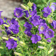 Mixed Colors Canterbury Bells Seeds
