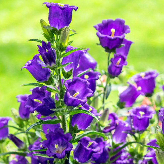 Mixed Colors Canterbury Bells Seeds