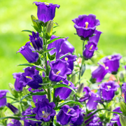 Mixed Colors Canterbury Bells Seeds