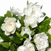 Fragrant White Blooms Cape Jasmine Seeds