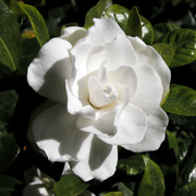 Fragrant White Blooms Cape Jasmine Seeds