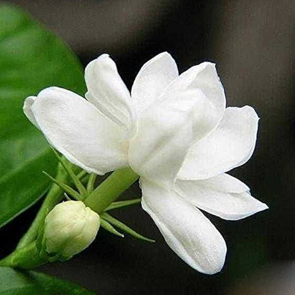 Fragrant White Blooms Cape Jasmine Seeds
