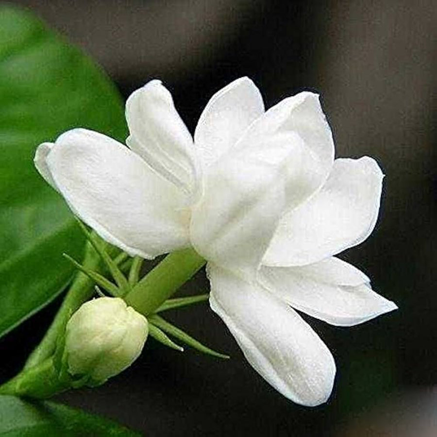 Fragrant White Blooms Cape Jasmine Seeds
