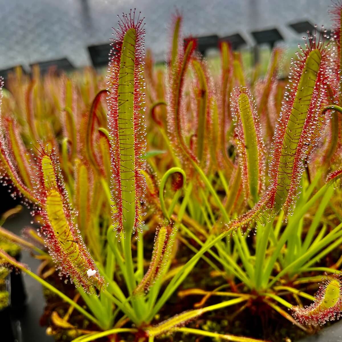 Cape Sundew Seeds