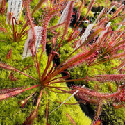 Cape Sundew Seeds