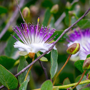 Capparis Spinosa Caper Bush Seeds, Herbal