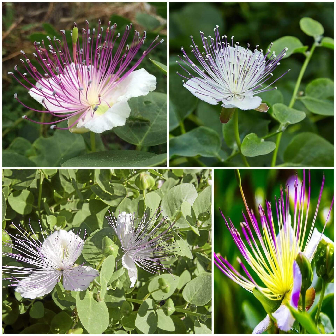 Caper Bush Seeds - All In One For Home Gardens