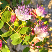 Capparis Spinosa Caper Bush Seeds, Herbal