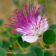 Flinders Rose Caper Seeds, Herbal