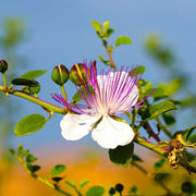 Flinders Rose Caper Seeds, Herbal