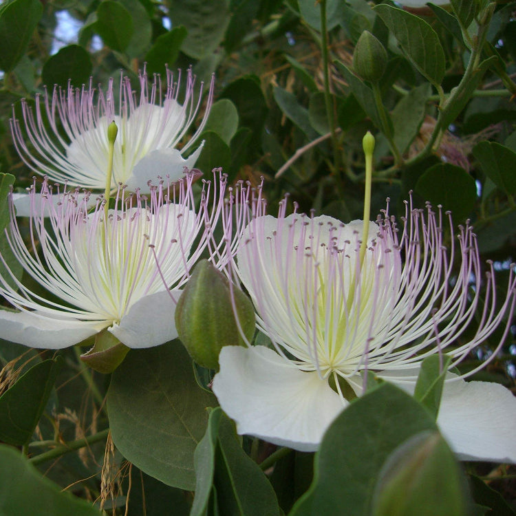 Wildflower Mix Capparis Spinosa Seeds