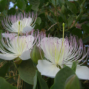 Wildflower Mix Capparis Spinosa Seeds
