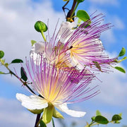 Wildflower Mix Capparis Spinosa Seeds