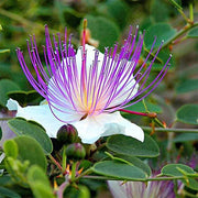 Wildflower Mix Capparis Spinosa Seeds
