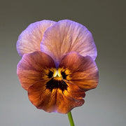 Brown Violet Pansy Seeds