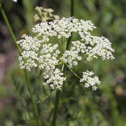 Heirloom Caraway Seeds, Herbal