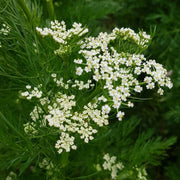 Heirloom Caraway Seeds, Herbal