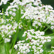 Heirloom Caraway Seeds, Herbal