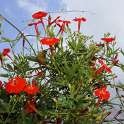 Red Cardinal Climber Seeds