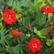 Red Cardinal Climber Seeds