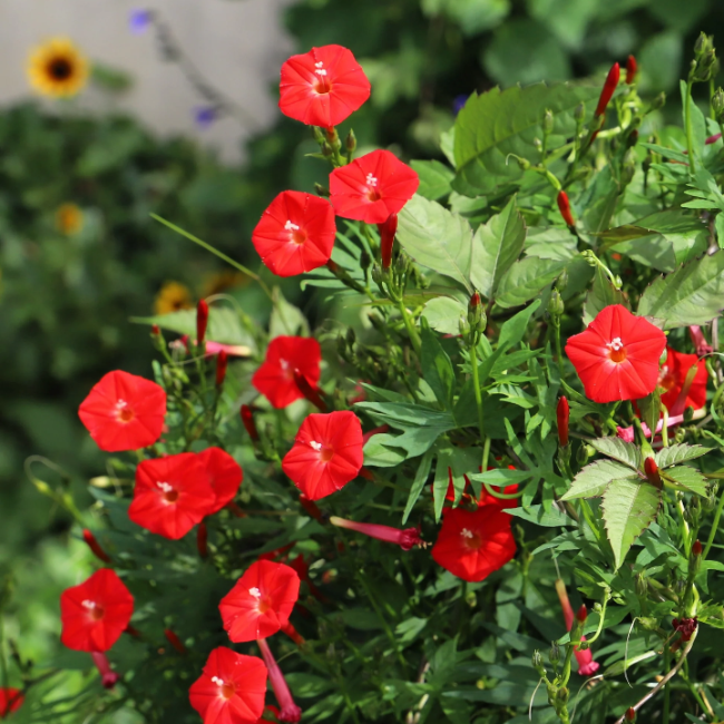 Red Cardinal Climber Seeds