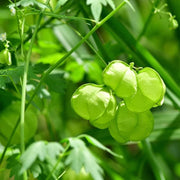 Balloon Vine Seeds, Cardiospermum halicacabum Plant Seeds