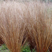 Graceful Carex Comans Seeds, Herbal