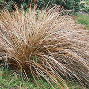 Graceful Carex Comans Seeds, Herbal