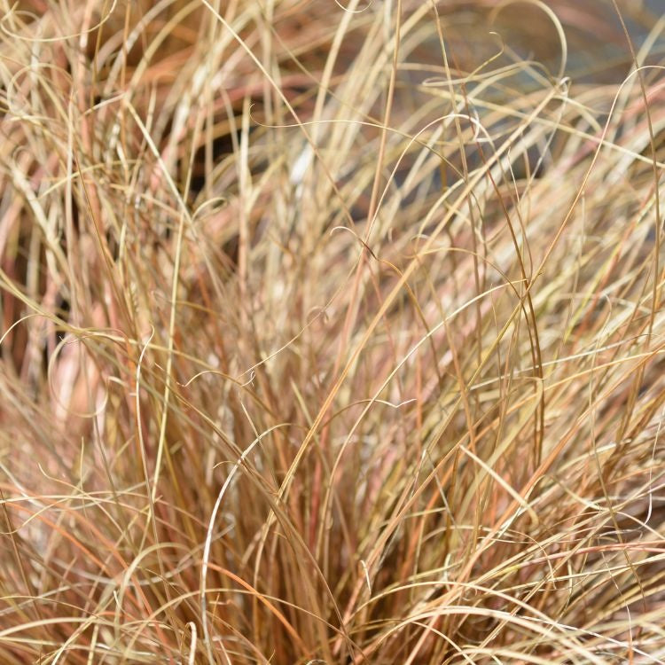 Graceful Carex Comans Seeds, Herbal