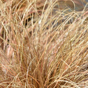 Graceful Carex Comans Seeds, Herbal