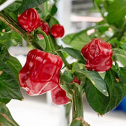 Caribbean Scotch Bonnet Chili Seeds