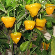 Caribbean Scotch Bonnet Chili Seeds