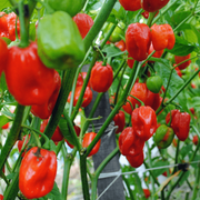 Caribbean Scotch Bonnet Chili Seeds