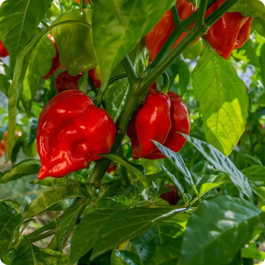 Caribbean Scotch Bonnet Chili Seeds