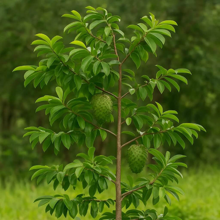 Caribbean Soursop Seeds - Fruit Plant