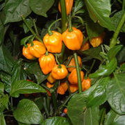 Caribbean Super Hot Chili Seeds