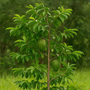 Caribbean strain Soursop Seeds - Fruit Plant