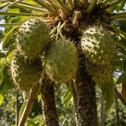 Caribbean strain Soursop Seeds - Fruit Plant
