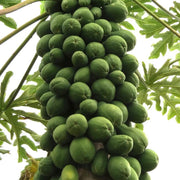Carica Papaya Seeds
