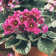 Saintpaulia African Violet Seeds