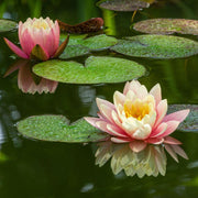 Exquisite Water Lotus Seeds
