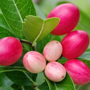 Carissa Berry Seeds