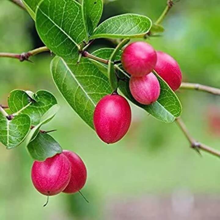 Carissa Berry Seeds