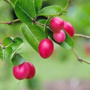 Carissa Berry Seeds